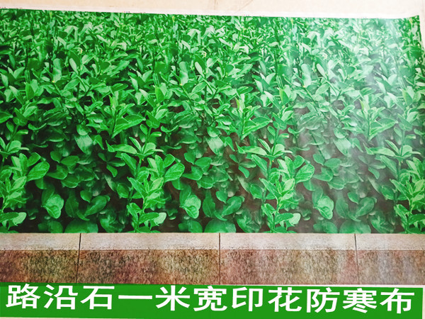 防寒布的防寒性能很好的保护作物