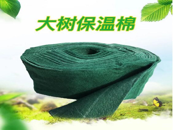 植物绷带