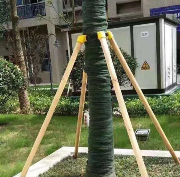 植物绷带