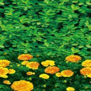 天津绿化工程采购一批1米印花防寒布