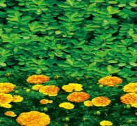 1米印花防寒布有哪些规格