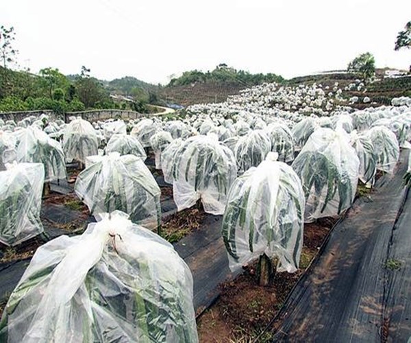 广东果树防寒布厂家**