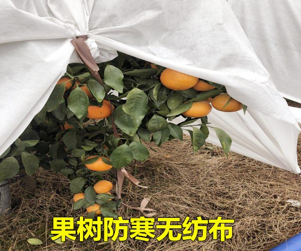 果树防寒布的作用介绍!